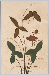 沢瀉と蝶 / Sagittaria Trifolia and a Butterfly image