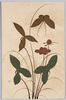 沢瀉と蝶/Sagittaria Trifolia and a Butterfly image