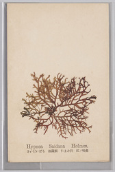 さいだいばら 紅藻類 たまみ科 江ノ島産 / Hypnea Saidana Holmes, Red Algae, Sphaerococcaceae, From Enoshima image