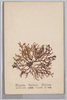 さいだいばら　紅藻類　たまみ科 江ノ島産/Hypnea Saidana Holmes, Red Algae, Sphaerococcaceae, From Enoshima image