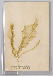 あをのり 緑色藻類 / Enteromorpha Compressa Grev., Green Algae image