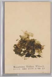 ひとへくさ 緑藻類 あをさ科 江ノ島産 食用 / Monostroma Nitidum Wittrock, Green Algae, Ulvaceae, From Enoshima, Edible image