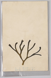 みる 酢味噌ニテ食ス 緑色藻 全国普子ク産ス / Codium Fragile, Eaten With Vinegared Miso, Green Algae, Found Throughout the Country image