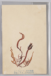 ふくろふのり 紅色藻類 糊料トナス 犬吠崎採集 / Gloiopeltis Furcata, Red Algae, Used to Create Thickening Agents, Collected at Inubōsaki image