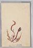 ふくろふのり　紅色藻類　糊料トナス　犬吠崎採集/Gloiopeltis Furcata, Red Algae, Used to Create Thickening Agents, Collected at Inubōsaki image
