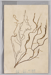 もづく 相模 城ケ島産 褐藻 三杯酢ニシ食ス / Nemacystus Decipiens, From Jōgashima, Sagami, Brown Algae, Eaten With Sanbaizu Sauce image