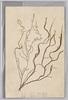 もづく　相模　城ケ島産　褐藻　三杯酢ニシ食ス/Nemacystus Decipiens, From Jōgashima, Sagami, Brown Algae, Eaten With Sanbaizu Sauce image