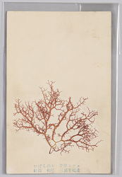 いばらのり 食用トナス 紅藻 相模 三浦半島産 / Hypnea Asiatica Geraldino, Edible, Red Algae, From Miura Peninsula, Sagami Province image