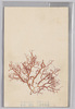 いばらのり　食用トナス　紅藻　相模　三浦半島産/Hypnea Asiatica Geraldino, Edible, Red Algae, From Miura Peninsula, Sagami Province image