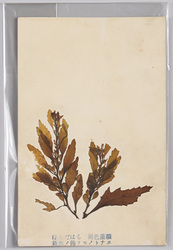 ほんだはら 褐色藻類 新年ノ飾リモノトナス / Sargassum Fulvellum, Brown Algae, Used in New Year’s Decorations image