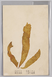 はばのり 食用トナス 褐色藻類 三浦半島産 / Petalonia Binghamiae, Edible, Brown Algae, From Miura Peninsula image