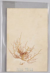 すぎのり 糊料トナス 紅色藻類 三浦半島産 / Gigartina Tenella Harvey, Used to Create Thickening Agents, Red Algae, From Miura Peninsula image