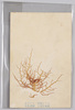 すぎのり　糊料トナス　紅色藻類　三浦半島産/Gigartina Tenella Harvey, Used to Create Thickening Agents, Red Algae, From Miura Peninsula image