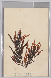あかもく 褐色藻類 相模国 三浦半島産 / Sargassum Horneri, Brown Algae, From Miura Peninsula, Sagami Province image
