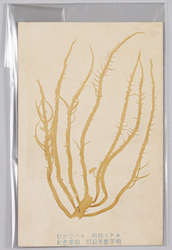 むかでのり 糊料トナス 紅色藻類 羽后男鹿半島 / Grateloupia Filicina, Used to Create Thickening Agents, Red Algae, Oga Peninsula, Ugo image