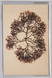 海草 (標本貼付) / Seaweed (Specimen Attached) image