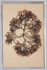 海草 (標本貼付)/Seaweed (Specimen Attached) image