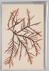 海草 (標本貼付) / Seaweed (Specimen Attached) image
