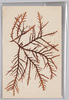 海草 (標本貼付)/Seaweed (Specimen Attached) image