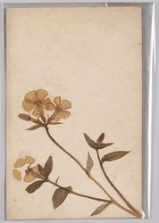 草花 (標本貼付) / Flower (Specimen Attached) image