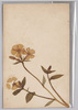 草花 (標本貼付)/Flower (Specimen Attached) image