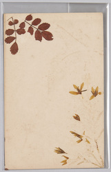 草花 (標本貼付) / Flower (Specimen Attached) image