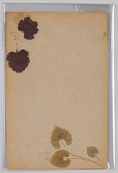 草花 (標本貼付) / Flower (Specimen Attached) image