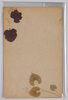 草花 (標本貼付)/Flower (Specimen Attached) image