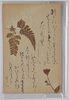 草花 (標本貼付) / Flower (Specimen Attached) image