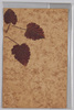 草花 (標本貼付)/Flower (Specimen Attached) image