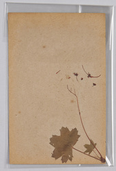 草花 (標本貼付) / Flower (Specimen Attached) image