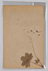 草花 (標本貼付)/Flower (Specimen Attached) image