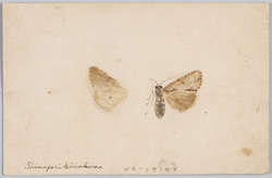シモフリキノカマ / Butterfly(Shimofurikinokama) image