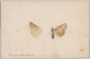シモフリキノカマ/Butterfly(Shimofurikinokama) image