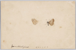 ヤマトシジミ / Butterfly(Zizeeria Maha) image
