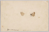 ヤマトシジミ/Butterfly(Zizeeria Maha) image
