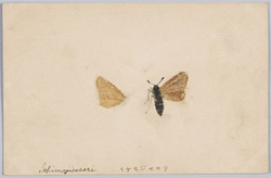 イチモジセセリ / Butterfly(Parnara Guttata) image