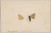 イチモジセセリ/Butterfly(Parnara Guttata) image