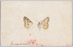 蛾 / Moth image