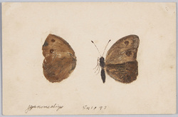 ジャノメテフ / Butterfly(Satyrus Dryas) image