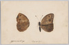 ジャノメテフ/Butterfly(Satyrus Dryas) image