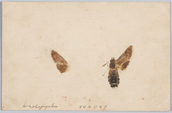 クロジャク / Moth(Macroglossum Saga Butler) image