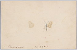 モンサラサ / Butterfly(Monsarasa) image
