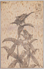 樺太特生　黒百合/Black Lily, Endemic to Karafuto image
