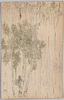 白樺/Japanese White Birch image