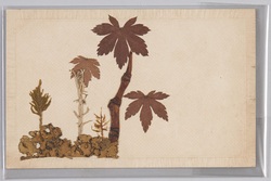 1カフトコケ 2マンネムサウ 3シミスコケ 4ニノッカサ / (Botanical Specimen) 1. Lobaria, 2. Sedum, 3. Fontinalis Antipyretica, 4. Ninokkasa image