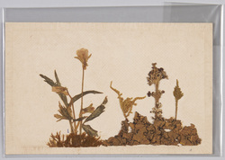 1コエスミレ 2ムシナコケ 3ウメコケ 4マンネムサウ 5カフトコケ / (Botanical Specimen) 1. Viola Japonica, 2. Mushinakoke, 3. Umekoke, 4. Sedum, 5. Lobaria image