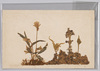 1コエスミレ　2ムシナコケ　3ウメコケ　4マンネムサウ　5カフトコケ/(Botanical Specimen) 1. Viola Japonica, 2. Mushinakoke, 3. Umekoke, 4. Sedum, 5. Lobaria image