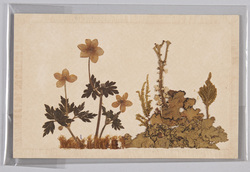 1サンリンサウ 2ムンナコケ 3ウメコケ 4マンネムサウ 5カフトコケ / (Botanical Specimen) 1. Anemone Stolonifera, 2. Munnakoke, 3. Umekoke, 4. Sedum, 5. Lobaria image