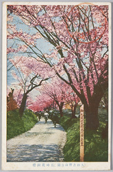 (大和吉野山公園)長峰花洞桜 / (Yoshinoyama Park, Yamato) Kadō Cherry Blossoms in Nagamine image